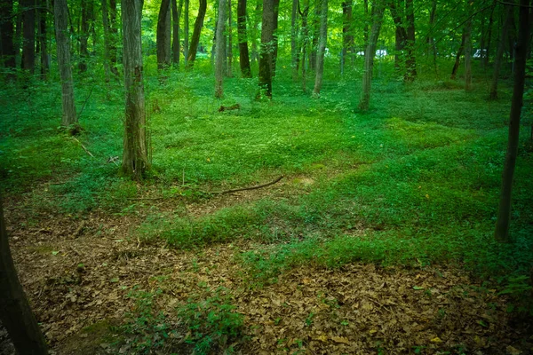 Grüne Pflanzen Und Bäume Wald Tag — Stockfoto