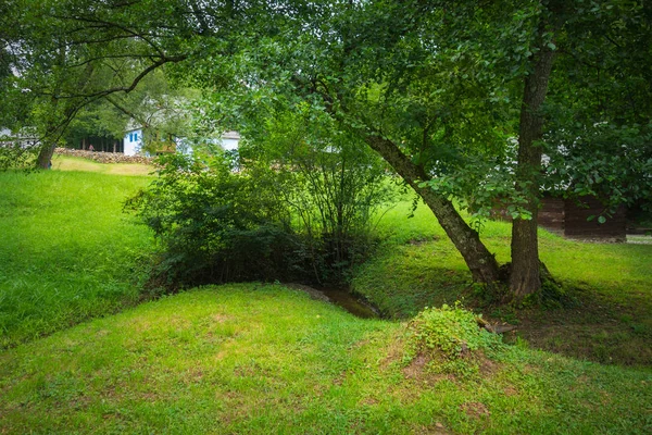 昼間は森の中の緑の植物や木 — ストック写真