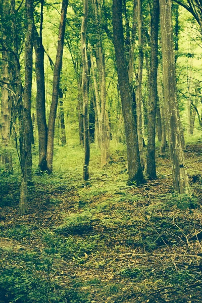 白天森林里的绿色植物和树木 — 图库照片