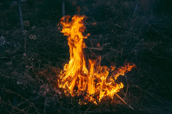 Campfire Forest Nighttime View — Stock Fotó