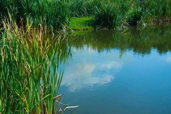 Lagoa Cercada Por Árvores Plantas Parque Outonal — Fotografia de Stock