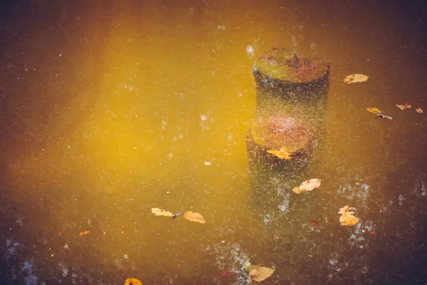 Lagoa Cercada Por Árvores Plantas Parque Outonal — Fotografia de Stock