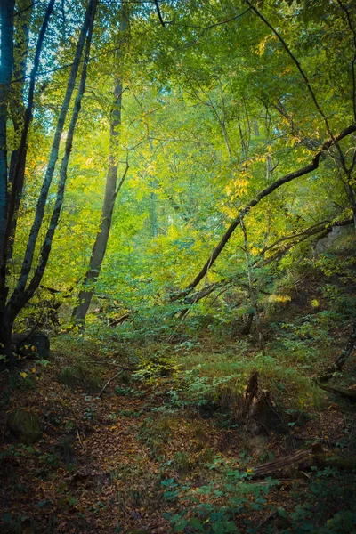 Vue Panoramique Des Plantes Vertes Dans Parc Pendant Journée — Photo