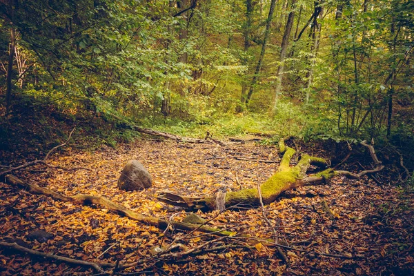 Malerischer Blick Auf Grüne Pflanzen Park Bei Tag — Stockfoto