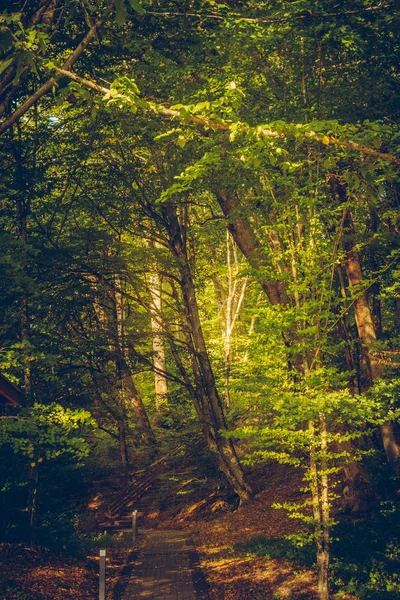 Scénický Pohled Zelené Rostliny Parku Dne — Stock fotografie