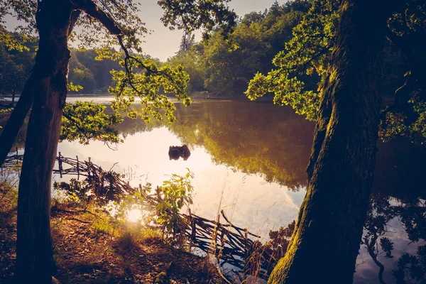 Naturskön Utsikt Över Gröna Växter Parken Dagtid — Stockfoto