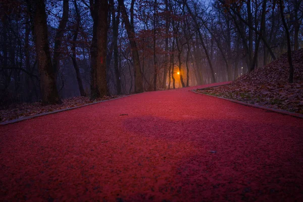 Vista Panorámica Del Bosque Otoñal Iluminado Por Lámparas — Foto de Stock