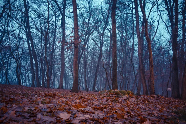 Vyhlídkový Pohled Podzimní Les Osvětlený Světlomety Nebo Svítilnami — Stock fotografie