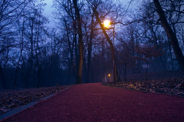 Malowniczy Widok Jesienny Las Oświetlony Lampami — Zdjęcie stockowe