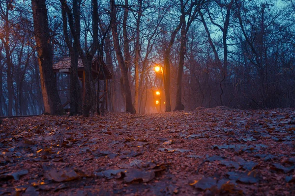 Vista Panorámica Del Bosque Otoñal Iluminado Por Lámparas — Foto de Stock