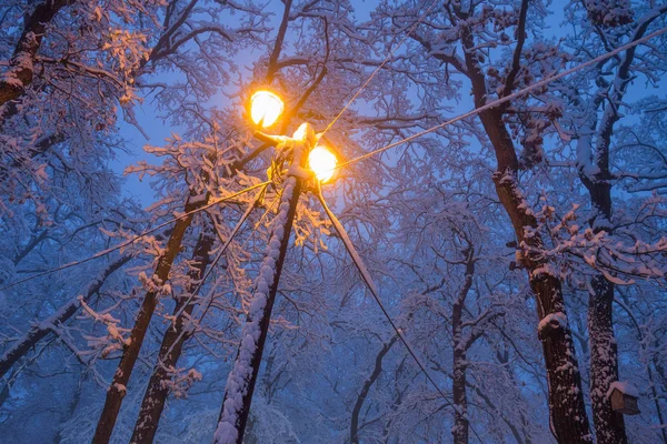 Vyhlídkový Pohled Zasněžený Les Osvětlený Svítilnou — Stock fotografie