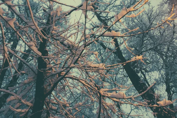 Festői Kilátás Havas Erdőre Lámpával Megvilágítva — Stock Fotó