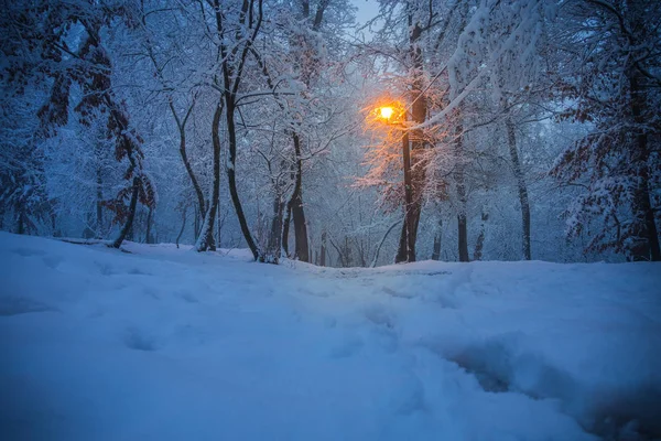 Vyhlídkový Pohled Zasněžený Les Osvětlený Svítilnou — Stock fotografie