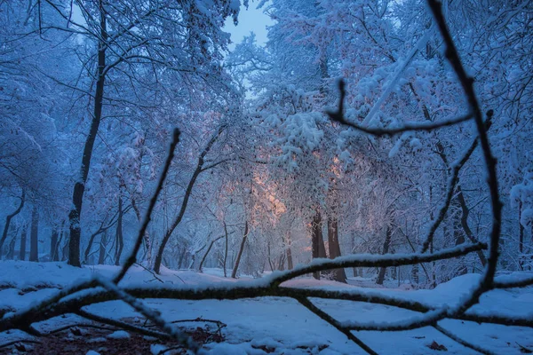 Festői Kilátás Havas Erdőre Lámpával Megvilágítva — Stock Fotó