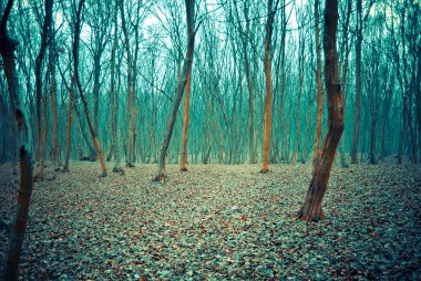Gündüz sonbahar ormanının manzara manzarası