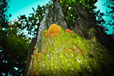 Gündüz vakti sonbahar ormanlarının manzarası 