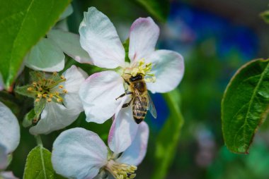Çiçek açan kiraz ağacının dalına yaklaşan arı. 