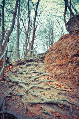 Gündüz sonbahar ormanının manzara manzarası