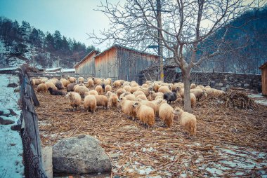 Gündüz çiftlikte koyunlar 