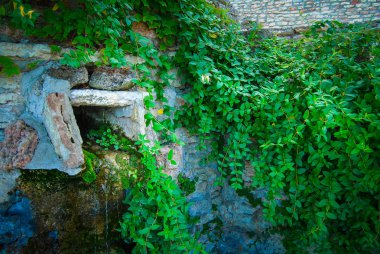 Yeşil yapraklı taş duvar