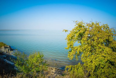 Gündüz vakti deniz kıyısında yeşil ağaçlar 