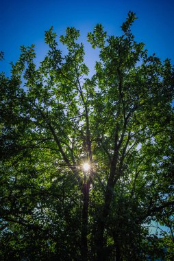 Gündüz vakti yeşil ağaçlar 
