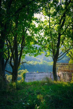 Gündüz vakti yeşil ağaçlar 