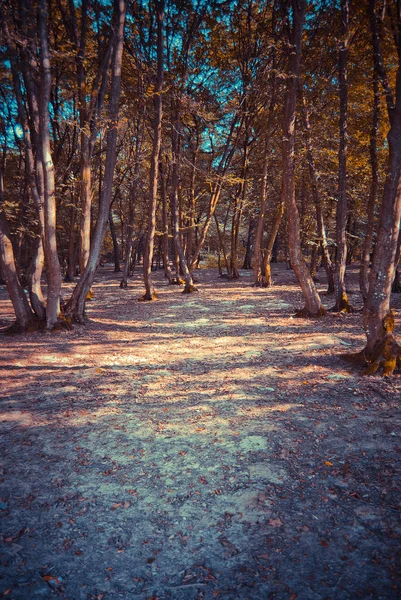 Malerischer Blick Auf Den Herbstwald Bei Tag — Stockfoto