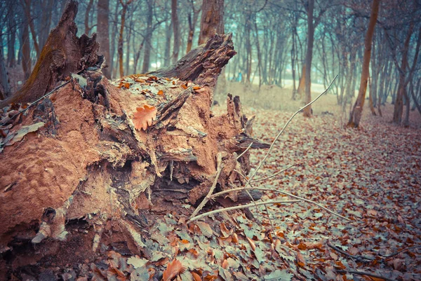 Malerischer Blick Auf Den Herbstwald Bei Tag — Stockfoto
