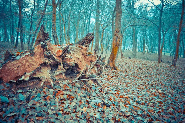 Malerischer Blick Auf Den Herbstwald Bei Tag — Stockfoto