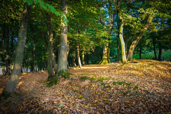 日间秋天森林的景致 — 图库照片
