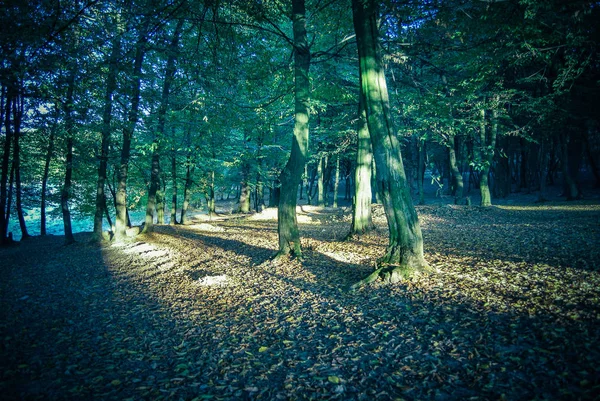 日间秋天森林的景致 — 图库照片