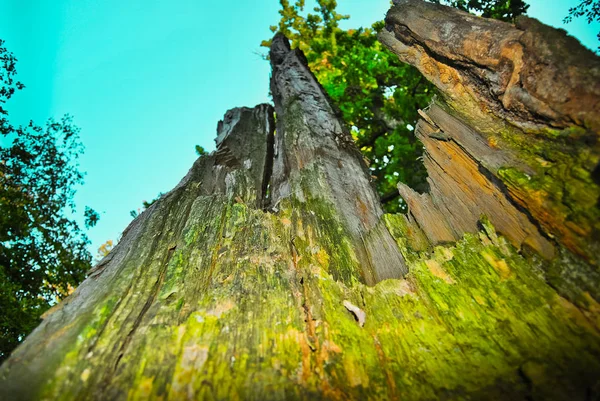 Naturskön Utsikt Över Höstskogen Dagtid — Stockfoto