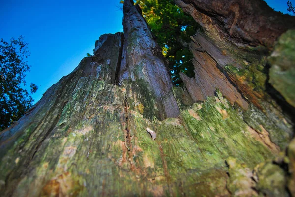 Őszi Erdő Látképe Nappal — Stock Fotó