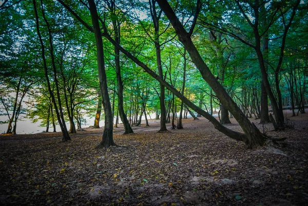 Vista Panorámica Del Bosque Otoñal Durante Día — Foto de Stock