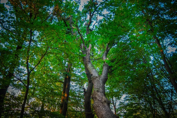 Vista Panorâmica Floresta Outonal Durante Dia — Fotografia de Stock