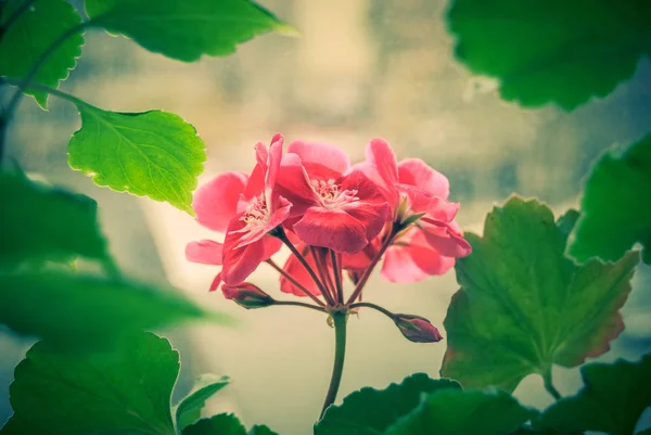 Primer Plano Flores Florecientes Colores — Foto de Stock
