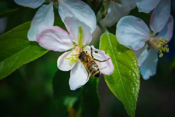 Närbild Blommande Körsbärsträd Gren — Stockfoto