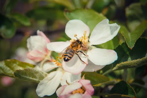 Närbild Blommande Körsbärsträd Gren — Stockfoto