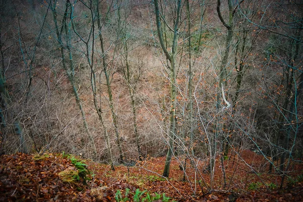 Vista Panorámica Del Bosque Otoño Durante Día —  Fotos de Stock