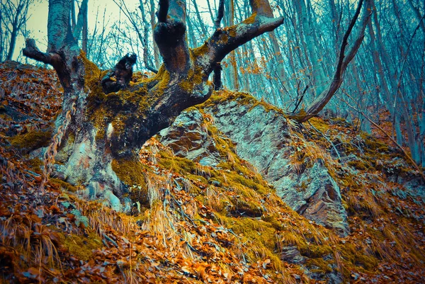 Vyhlídkový Pohled Podzimní Les Dne — Stock fotografie