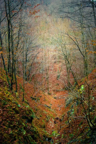 Вид Осінній Ліс Вдень — стокове фото