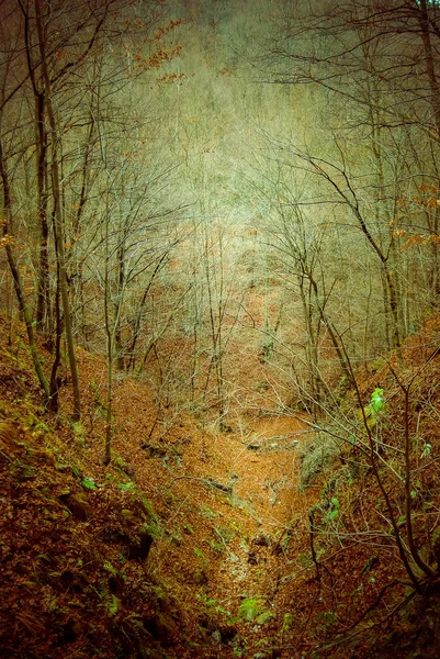 白天秋林的风景 — 图库照片
