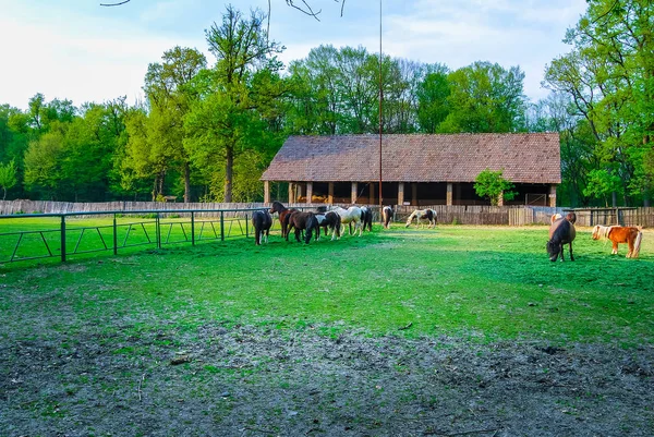 Lovak Legeltetése Gazdaságban Nappal — Stock Fotó