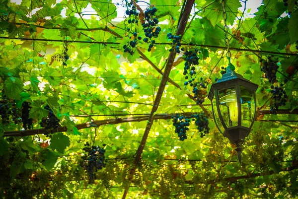 Red Grapes Summer Garden Daytime — Stock Photo, Image