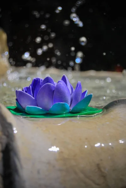 Closeup of lily flower in fountain