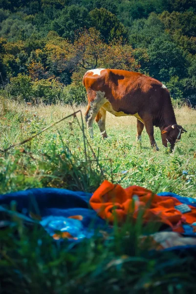 Корова Випасується Зеленому Лузі — стокове фото