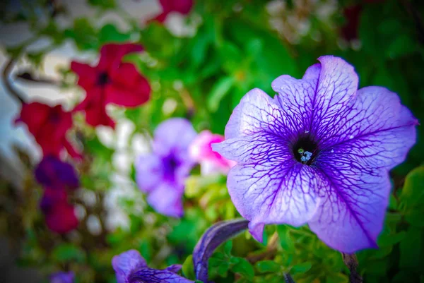 Primer Plano Flores Florecientes Colores Durante Día — Foto de Stock