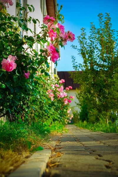 白天用五彩缤纷的花朵遮掩 — 图库照片