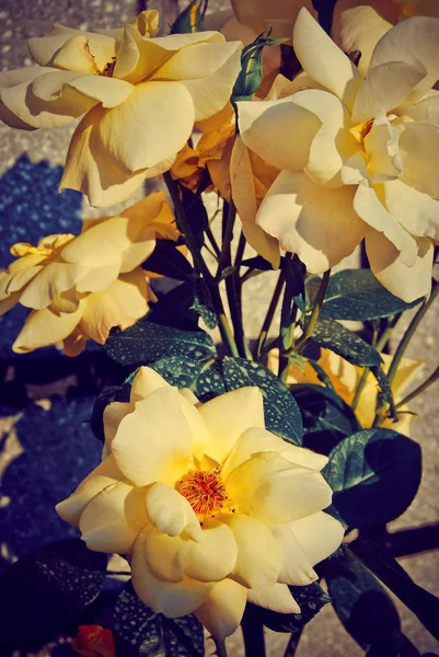 Крупним Планом Барвисті Квіти Квітів Вдень — стокове фото